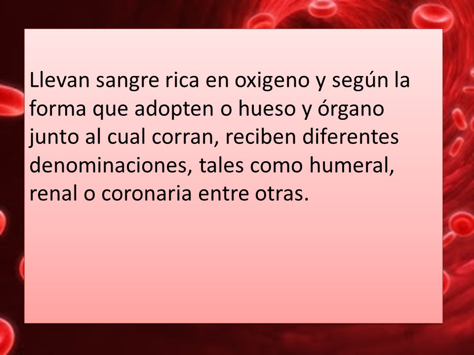 Llevan sangre rica en oxigeno y según la forma que adopten o hueso y órgano junto al cual corran, reciben diferentes denominaciones, tales como humeral, renal o coronaria entre otras.