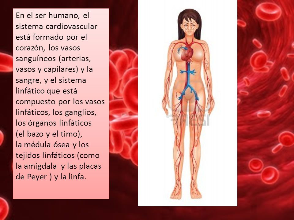 En el ser humano, el sistema cardiovascular está formado por el corazón, los vasos sanguíneos (arterias, vasos y capilares) y la sangre, y el sistema linfático que está compuesto por los vasos linfáticos, los ganglios, los órganos linfáticos (el bazo y el timo), la médula ósea y los tejidos linfáticos (como la amígdala y las placas de Peyer ) y la linfa.