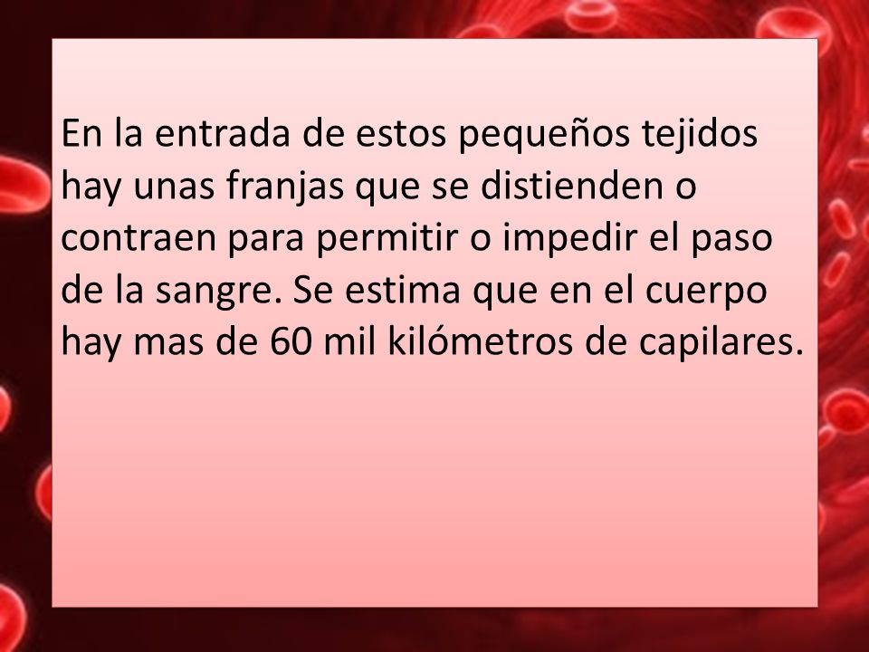 En la entrada de estos pequeños tejidos hay unas franjas que se distienden o contraen para permitir o impedir el paso de la sangre.