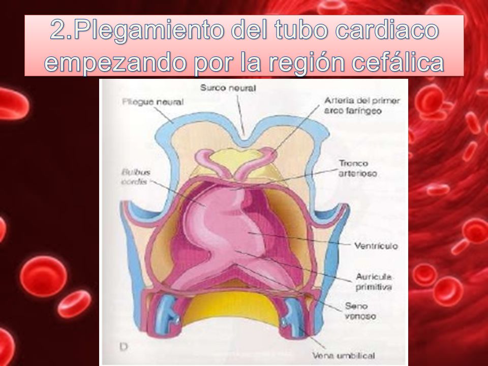 2.Plegamiento del tubo cardiaco empezando por la región cefálica
