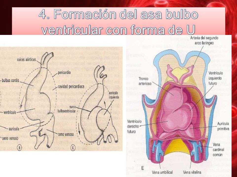 4. Formación del asa bulbo ventricular con forma de U