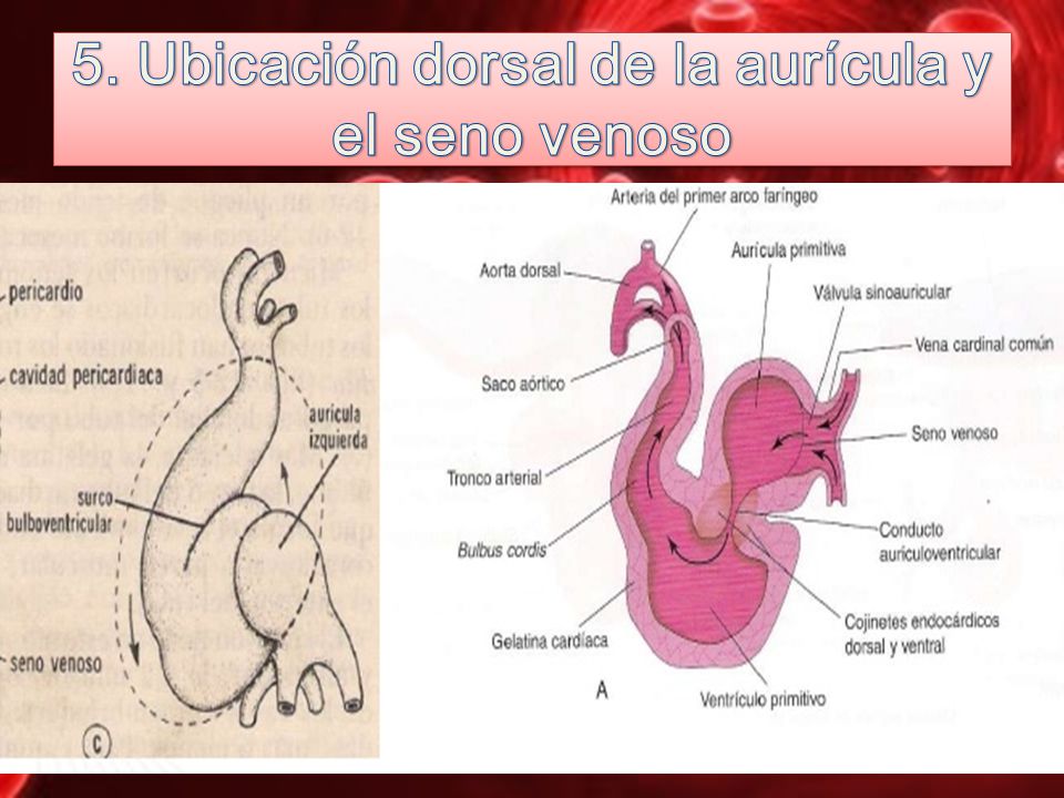 5. Ubicación dorsal de la aurícula y el seno venoso