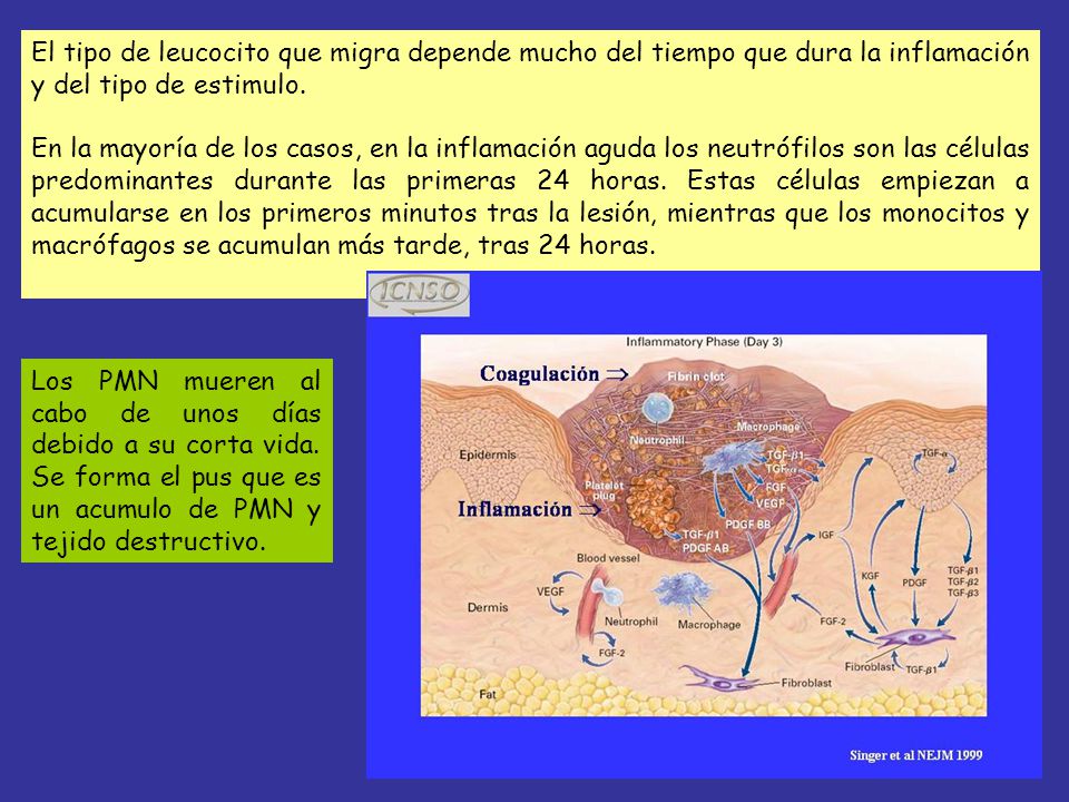 El tipo de leucocito que migra depende mucho del tiempo que dura la inflamación y del tipo de estimulo.