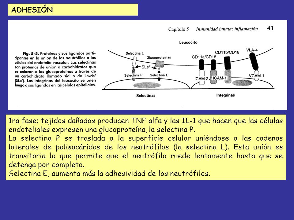 ADHESIÓN 1ra fase: tejidos dañados producen TNF alfa y las IL-1 que hacen que las células endoteliales expresen una glucoproteína, la selectina P.