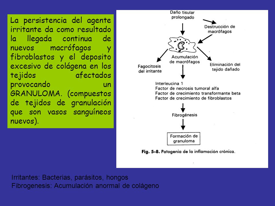 La persistencia del agente irritante da como resultado la llegada continua de nuevos macrófagos y fibroblastos y el deposito excesivo de colágena en los tejidos afectados provocando un GRANULOMA. (compuestos de tejidos de granulación que son vasos sanguíneos nuevos).