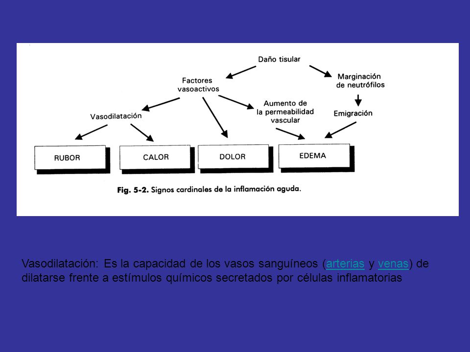 Vasodilatación: Es la capacidad de los vasos sanguíneos (arterias y venas) de dilatarse frente a estímulos químicos secretados por células inflamatorias