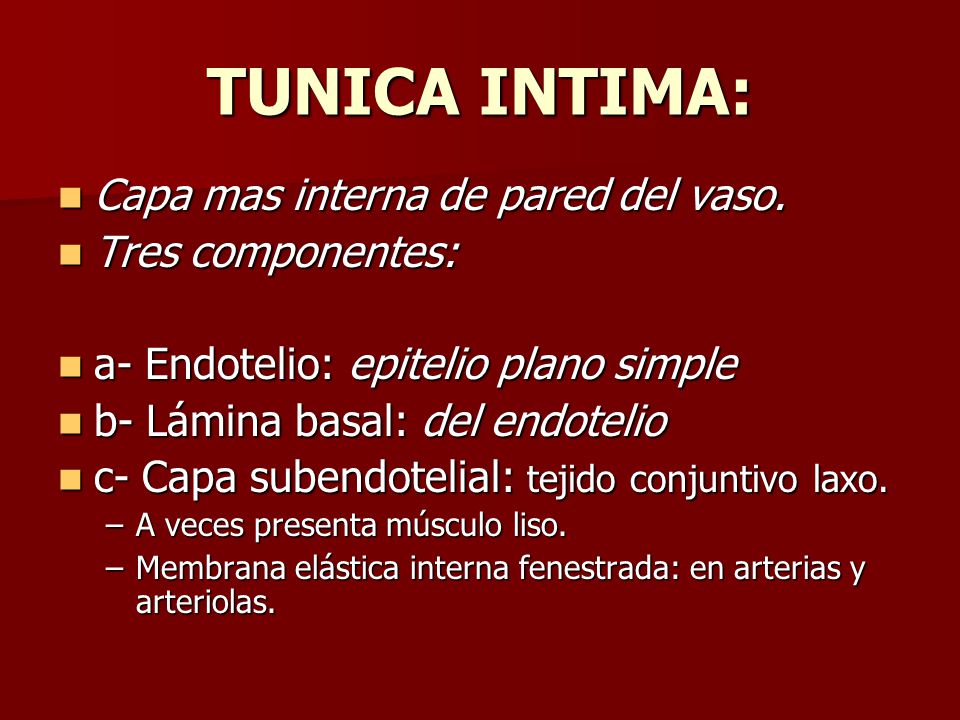TUNICA INTIMA: Capa mas interna de pared del vaso. Tres componentes: