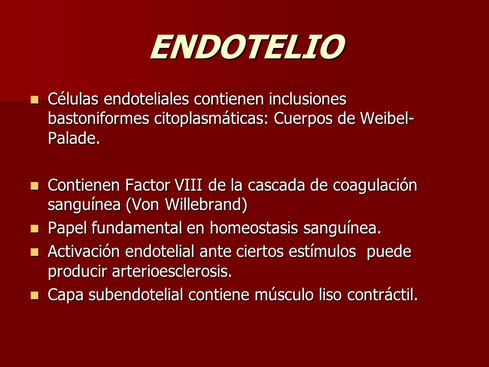 ENDOTELIO Células endoteliales contienen inclusiones bastoniformes citoplasmáticas: Cuerpos de Weibel-Palade.