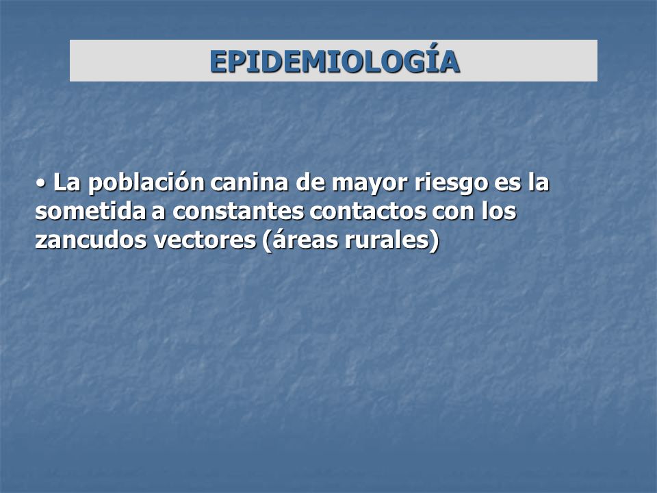EPIDEMIOLOGÍA La población canina de mayor riesgo es la sometida a constantes contactos con los zancudos vectores (áreas rurales)