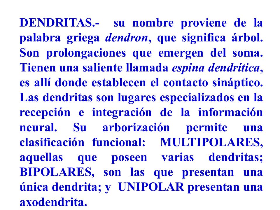 DENDRITAS.- su nombre proviene de la palabra griega dendron, que significa árbol.
