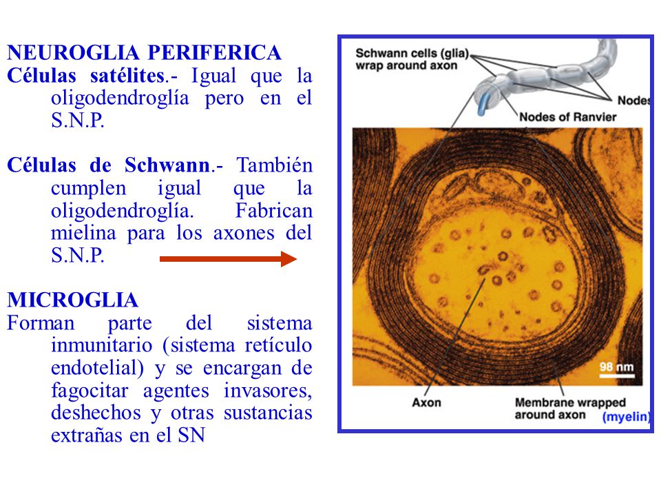 NEUROGLIA PERIFERICA Células satélites.- Igual que la oligodendroglía pero en el S.N.P.