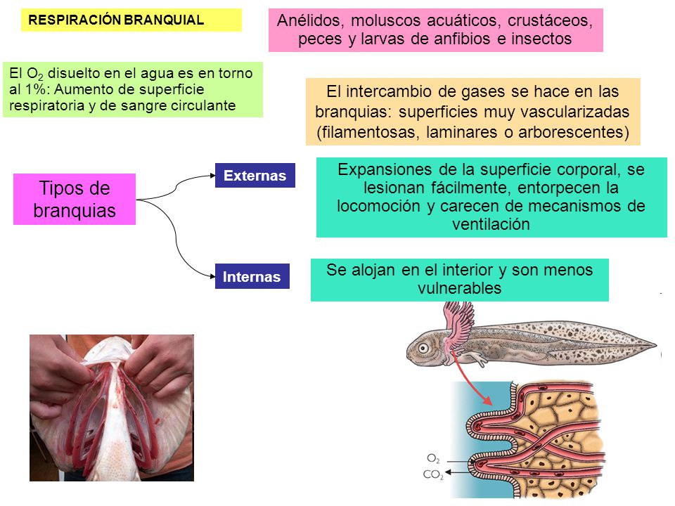 Se alojan en el interior y son menos vulnerables