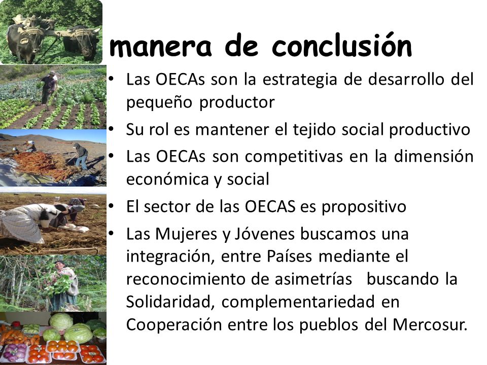 A manera de conclusión Las OECAs son la estrategia de desarrollo del pequeño productor. Su rol es mantener el tejido social productivo.