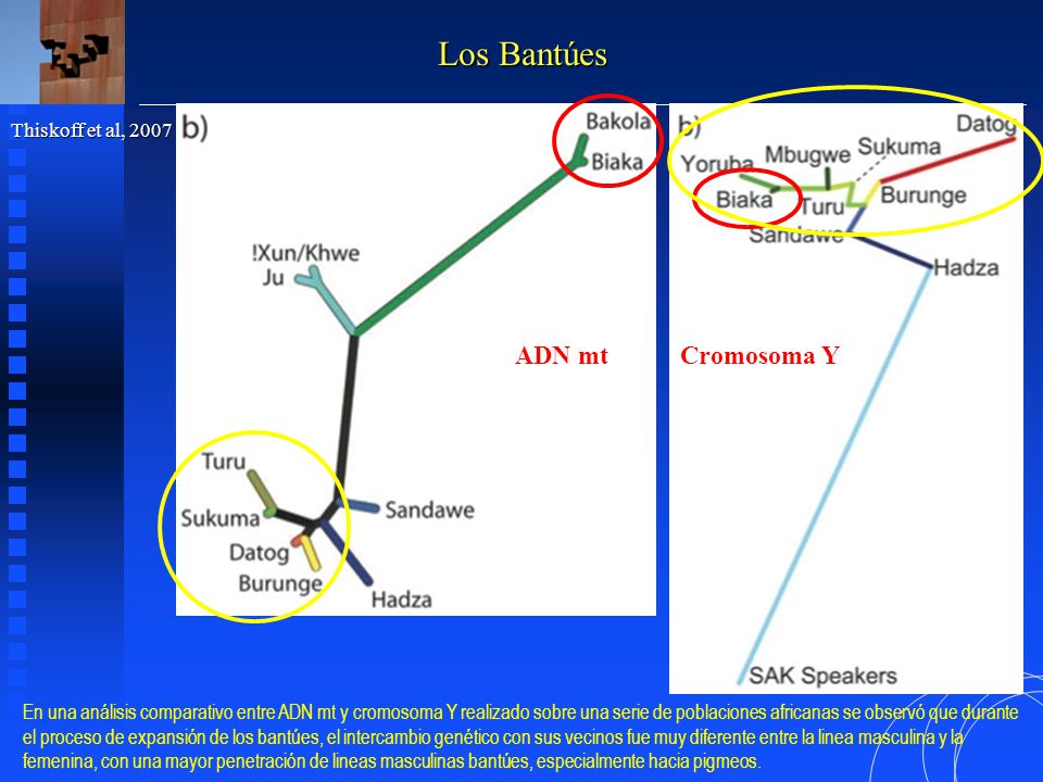 Los Bantúes ADN mt Cromosoma Y Thiskoff et al, 2007