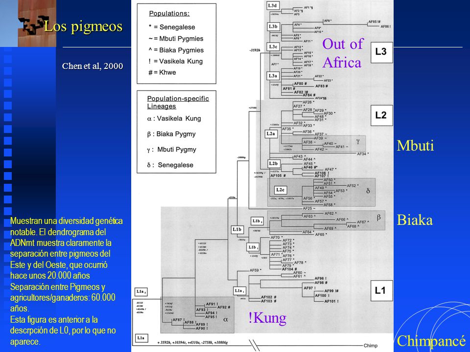 Los pigmeos Out of Africa Mbuti Biaka !Kung Chimpancé Chen et al, 2000