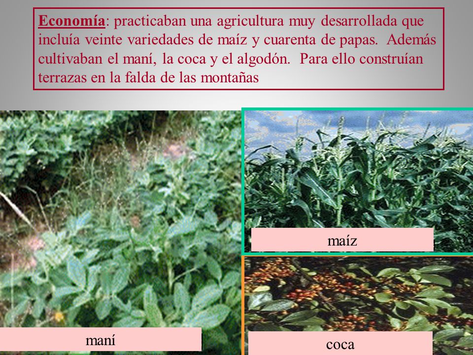 Economía: practicaban una agricultura muy desarrollada que incluía veinte variedades de maíz y cuarenta de papas. Además cultivaban el maní, la coca y el algodón. Para ello construían terrazas en la falda de las montañas