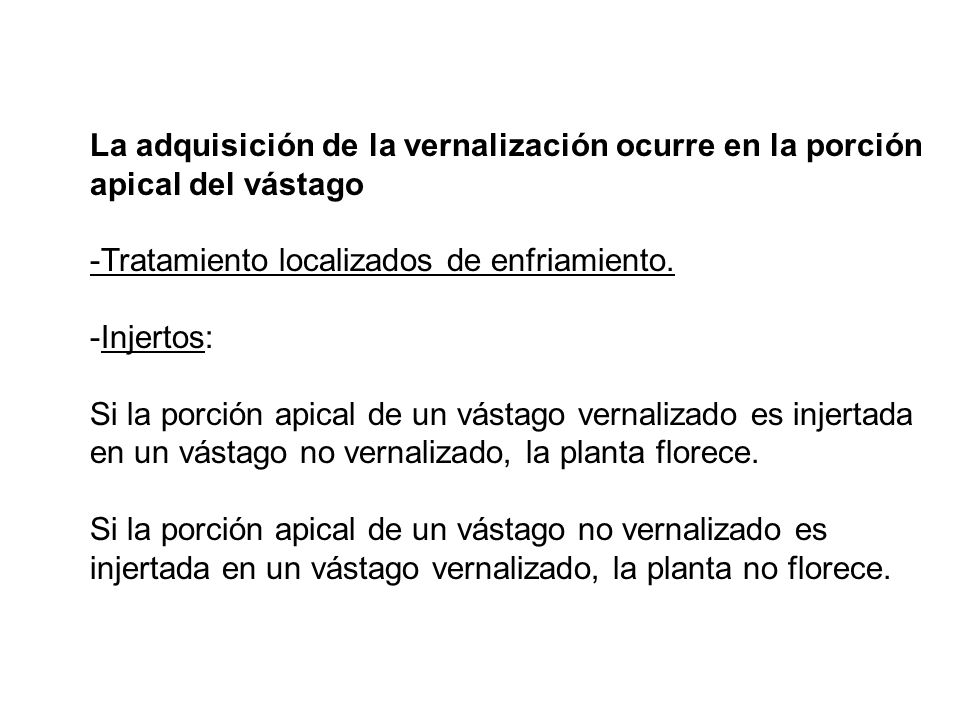 La adquisición de la vernalización ocurre en la porción apical del vástago