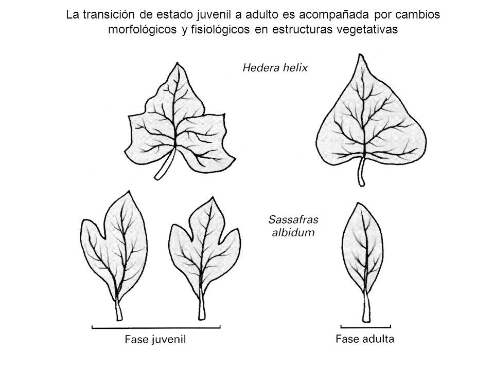 La transición de estado juvenil a adulto es acompañada por cambios morfológicos y fisiológicos en estructuras vegetativas