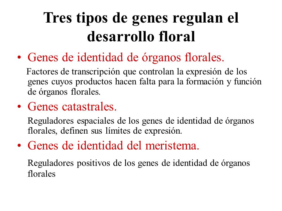 Tres tipos de genes regulan el desarrollo floral