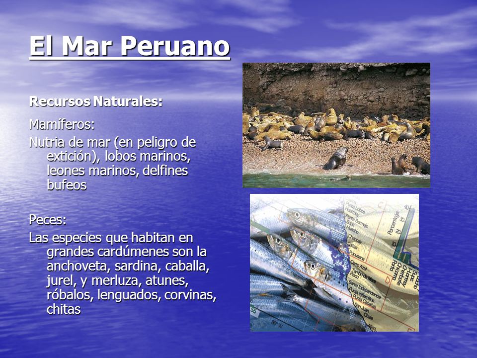 El Mar Peruano Recursos Naturales: