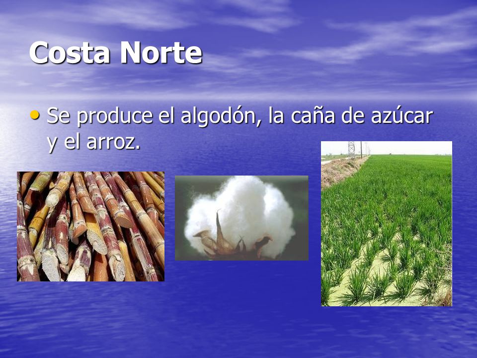 Costa Norte Se produce el algodón, la caña de azúcar y el arroz.