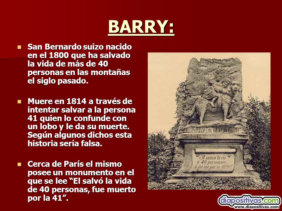 BARRY: San Bernardo suizo nacido en el 1800 que ha salvado la vida de más de 40 personas en las montañas el siglo pasado.