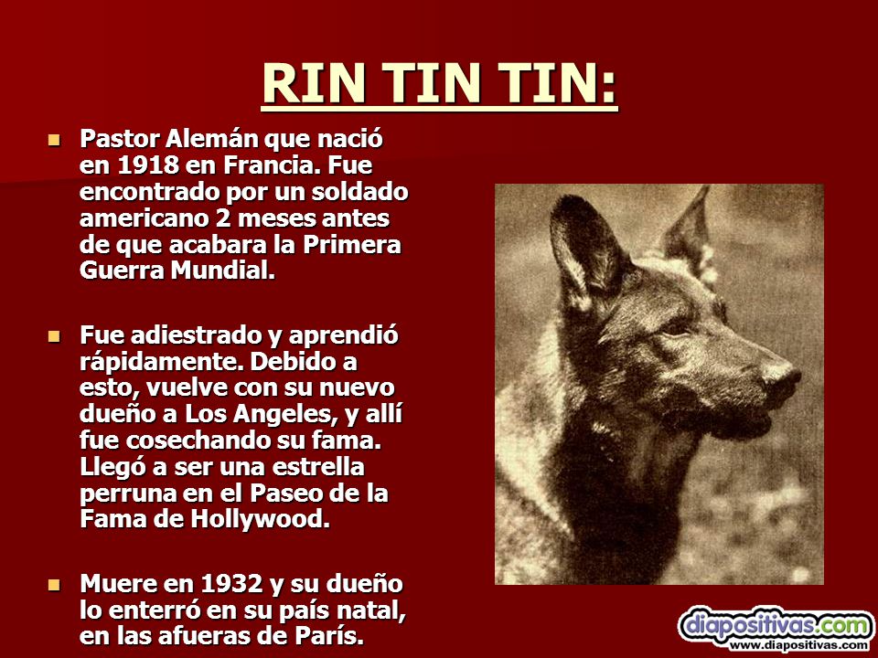 RIN TIN TIN: