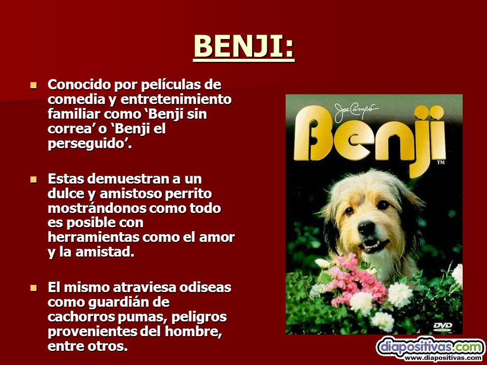 BENJI: Conocido por películas de comedia y entretenimiento familiar como ‘Benji sin correa’ o ‘Benji el perseguido’.