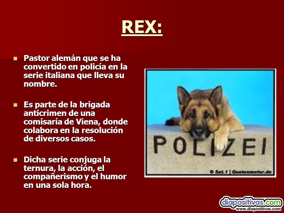 REX: Pastor alemán que se ha convertido en policía en la serie italiana que lleva su nombre.