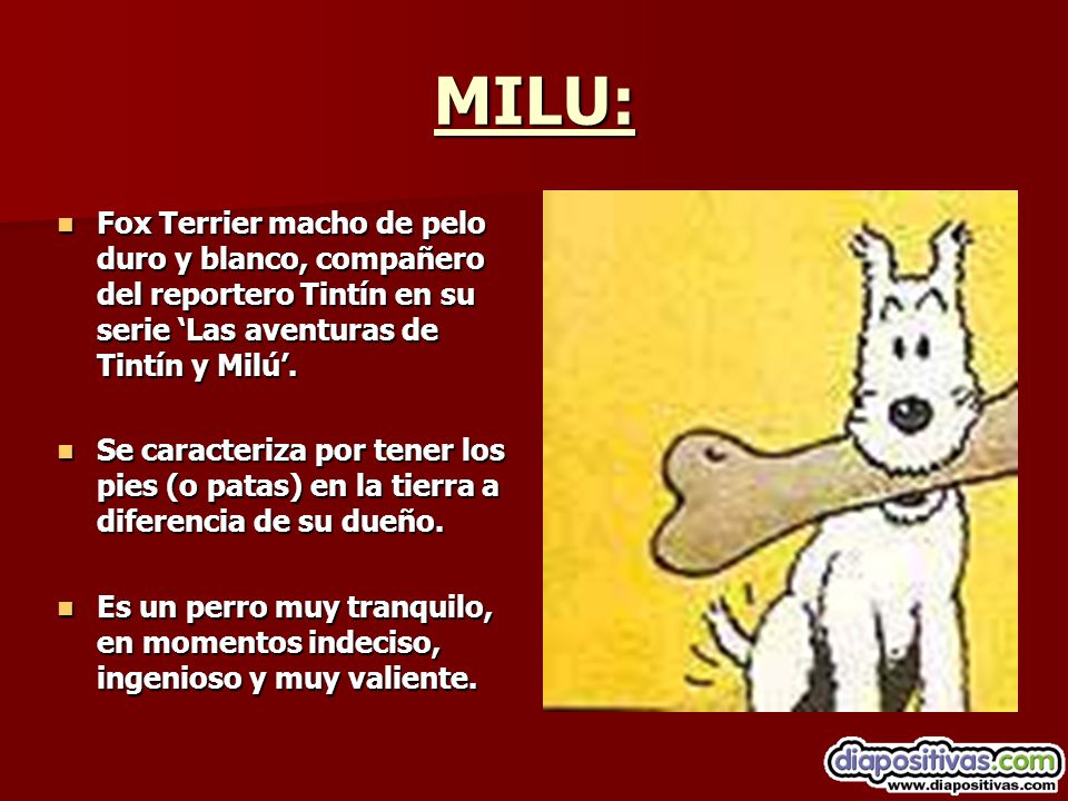 MILU: Fox Terrier macho de pelo duro y blanco, compañero del reportero Tintín en su serie ‘Las aventuras de Tintín y Milú’.