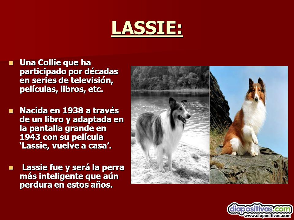 LASSIE: Una Collie que ha participado por décadas en series de televisión, películas, libros, etc.