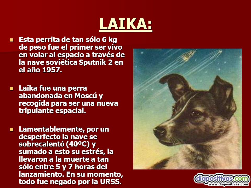 LAIKA: Esta perrita de tan sólo 6 kg de peso fue el primer ser vivo en volar al espacio a través de la nave soviética Sputnik 2 en el año