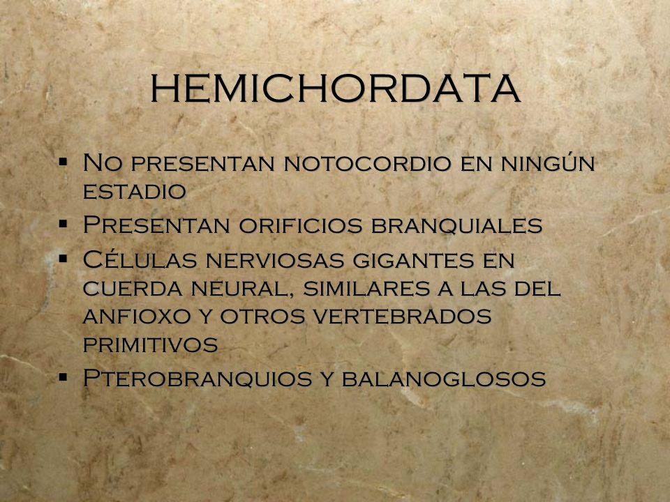 HEMICHORDATA No presentan notocordio en ningún estadio
