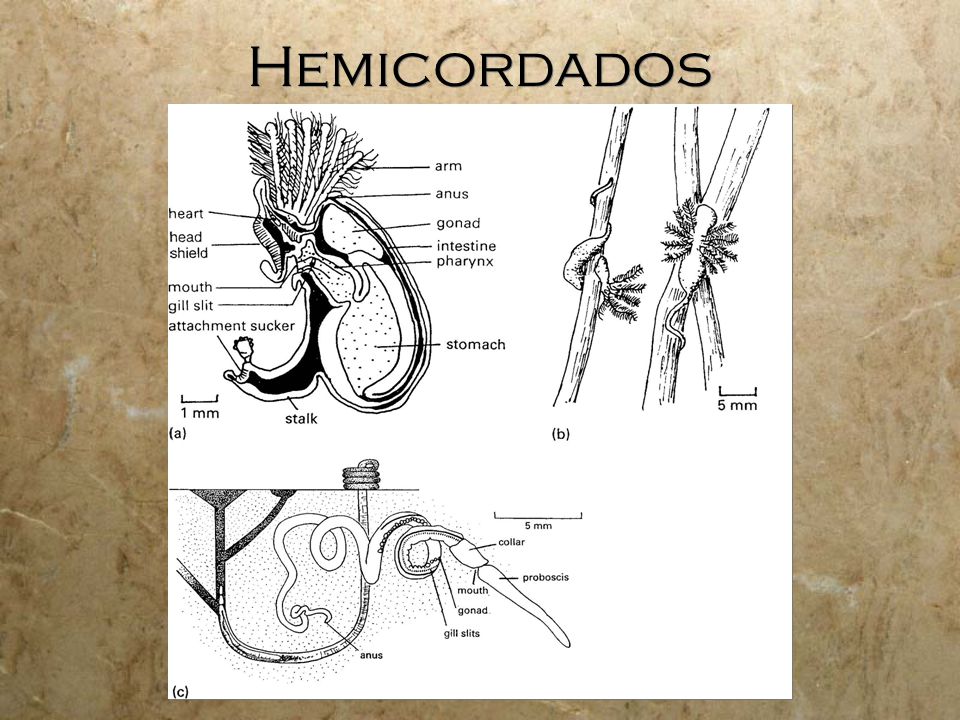 Hemicordados