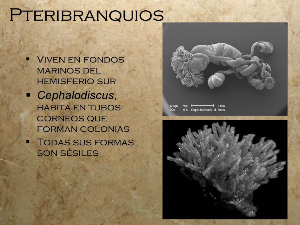 Pteribranquios Viven en fondos marinos del hemisferio sur. Cephalodiscus, habita en tubos córneos que forman colonias.
