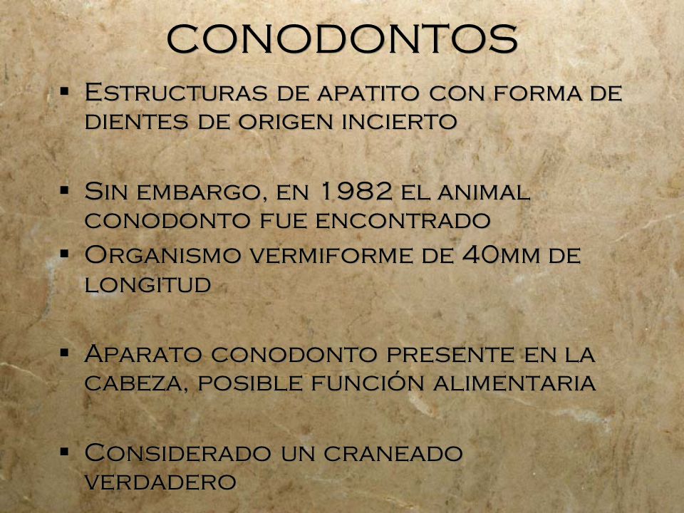 CONODONTOS Estructuras de apatito con forma de dientes de origen incierto. Sin embargo, en 1982 el animal conodonto fue encontrado.