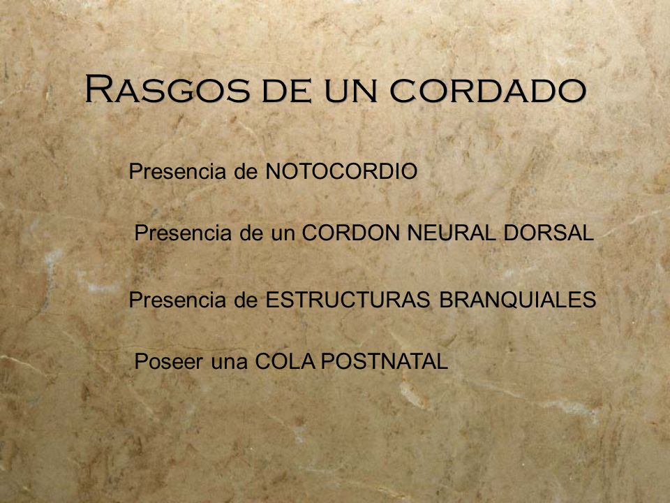 Rasgos de un cordado Presencia de NOTOCORDIO