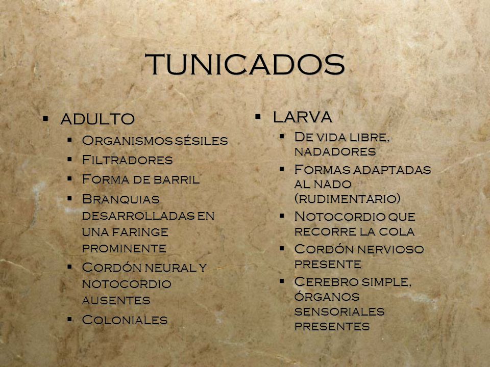 TUNICADOS ADULTO LARVA Organismos sésiles De vida libre, nadadores