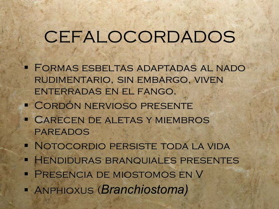CEFALOCORDADOS Formas esbeltas adaptadas al nado rudimentario, sin embargo, viven enterradas en el fango.