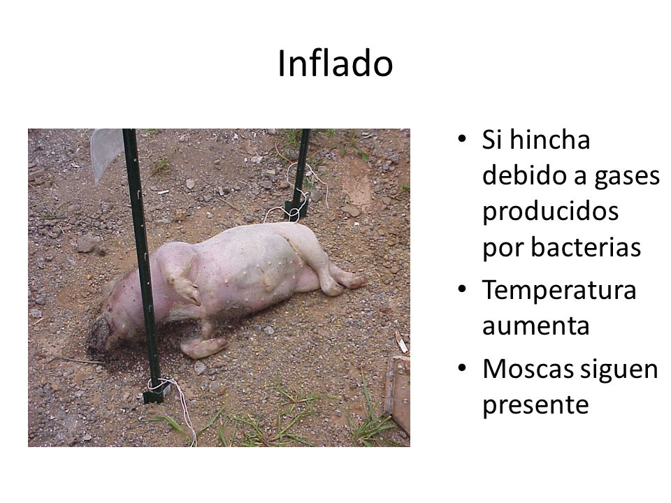 Inflado Si hincha debido a gases producidos por bacterias