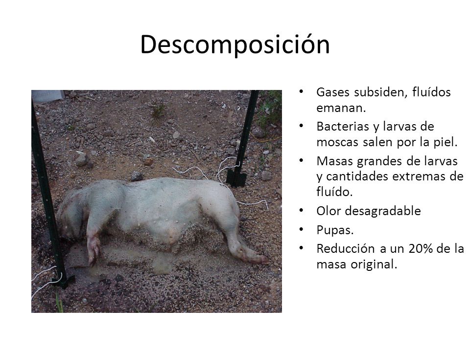 Descomposición Gases subsiden, fluídos emanan.