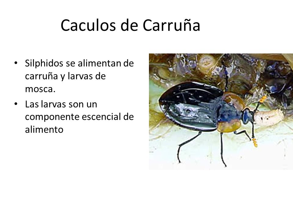 Caculos de Carruña Silphidos se alimentan de carruña y larvas de mosca.