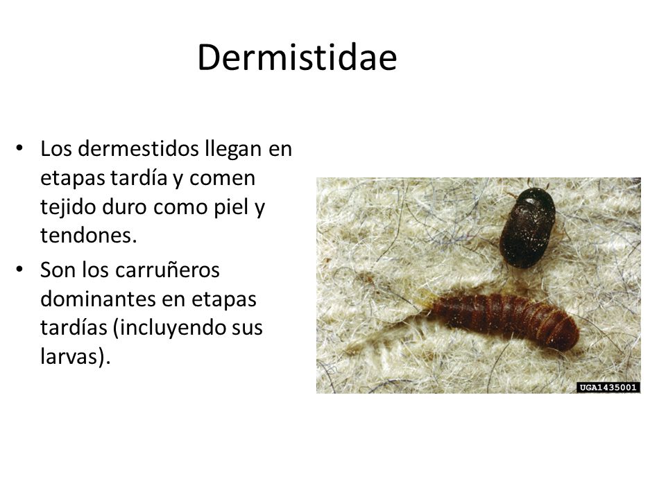 Dermistidae Los dermestidos llegan en etapas tardía y comen tejido duro como piel y tendones.