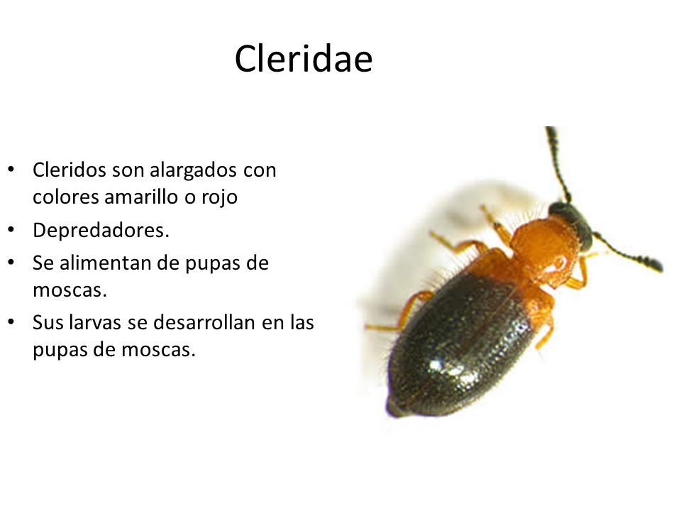 Cleridae Cleridos son alargados con colores amarillo o rojo