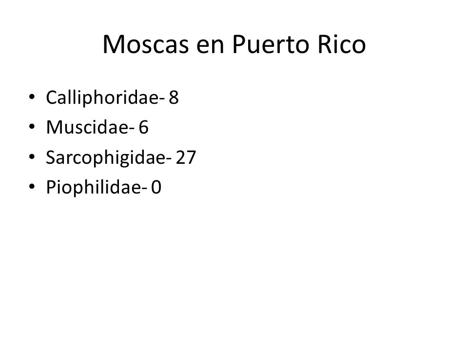 Moscas en Puerto Rico Calliphoridae- 8 Muscidae- 6 Sarcophigidae- 27