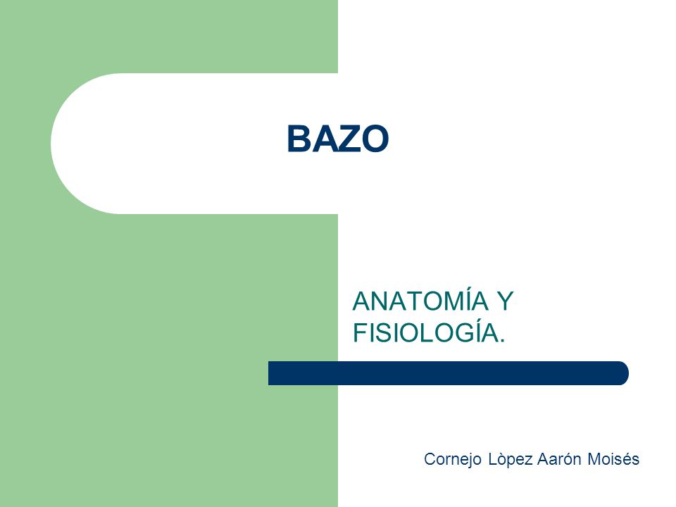 BAZO ANATOMÍA Y FISIOLOGÍA. Cornejo Lòpez Aarón Moisés