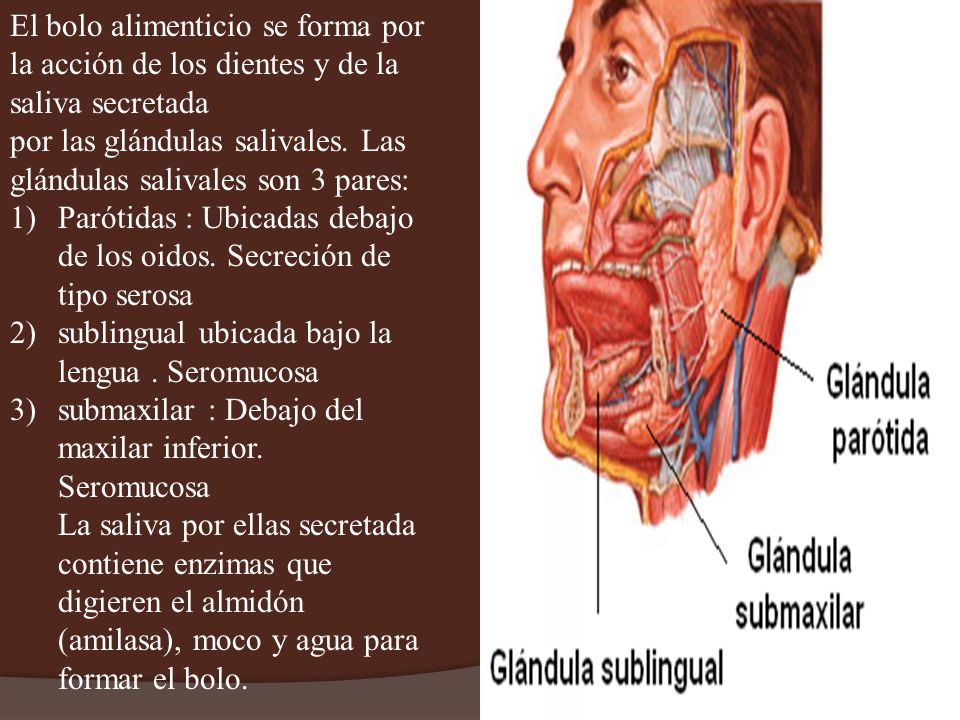 El bolo alimenticio se forma por la acción de los dientes y de la saliva secretada