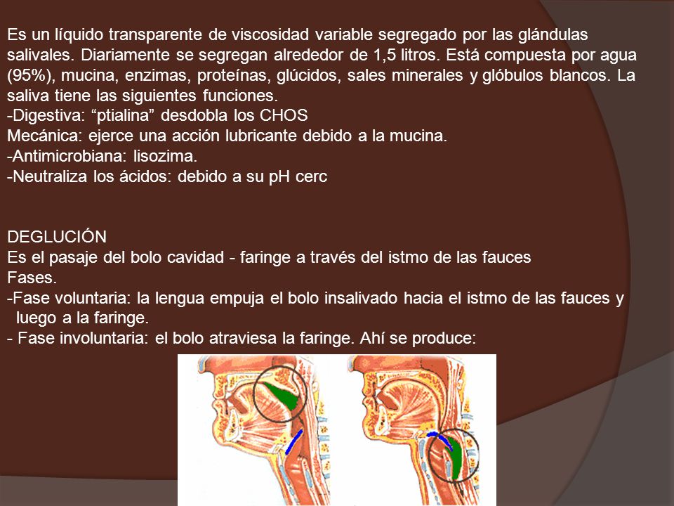 Es un líquido transparente de viscosidad variable segregado por las glándulas salivales. Diariamente se segregan alrededor de 1,5 litros. Está compuesta por agua (95%), mucina, enzimas, proteínas, glúcidos, sales minerales y glóbulos blancos. La saliva tiene las siguientes funciones.