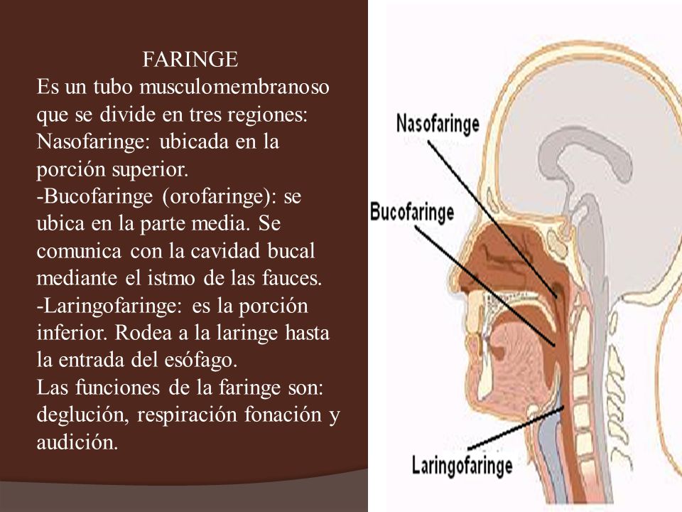 FARINGE Es un tubo musculomembranoso que se divide en tres regiones: Nasofaringe: ubicada en la porción superior.