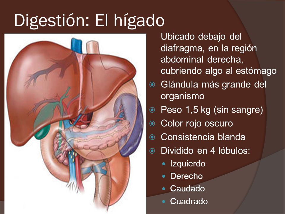Digestión: El hígado Ubicado debajo del diafragma, en la región abdominal derecha, cubriendo algo al estómago.